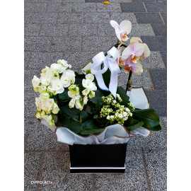 Aranjament plante AN7